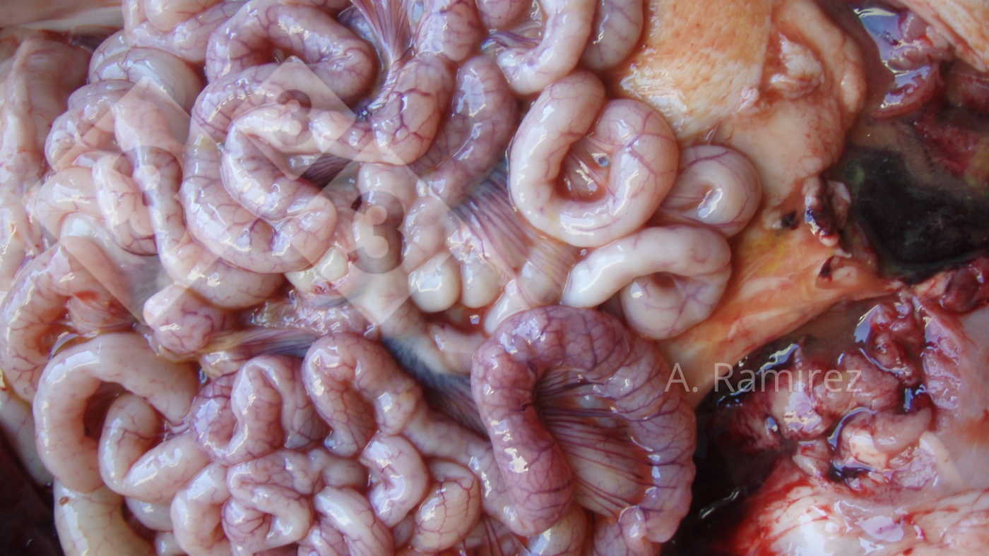 Intestino delgado ligeramente ondulado